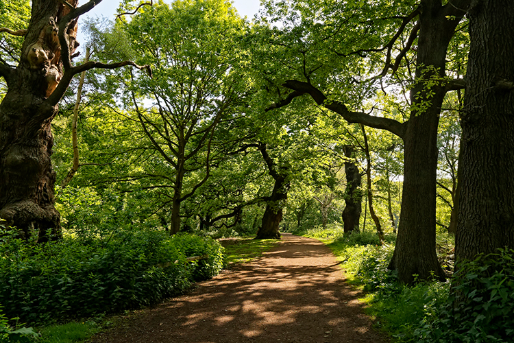 A trail within Sherwood Forest surrounded by trees. style=